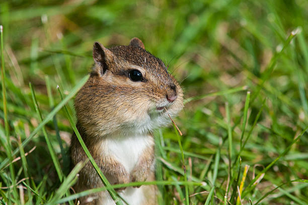 Eastern Chipmunk Eastern Chipmunk eastern chipmunk photos stock pictures, royalty-free photos & images