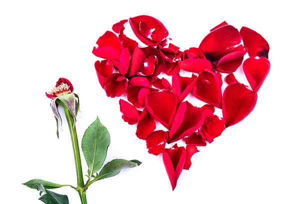 istock Red heart from the rose leaves in white background 534940195
