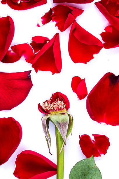 istock Red heart from the rose leaves in white background 534940197
