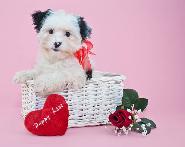 Sweet Valentine's Day Puppy