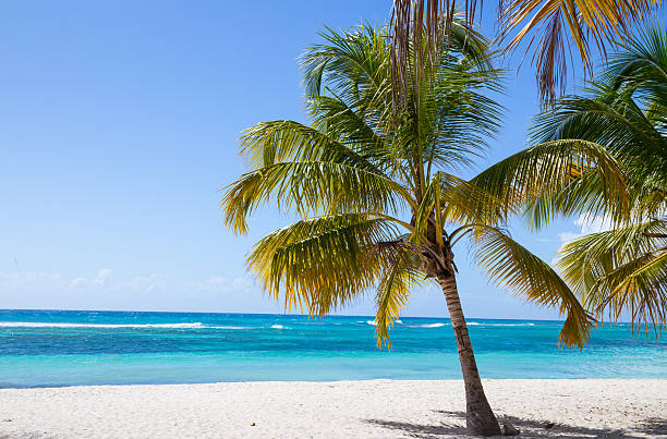 istock Palm trees on the beach of Isla Saona 534941237
