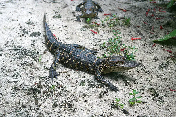 Small alligators