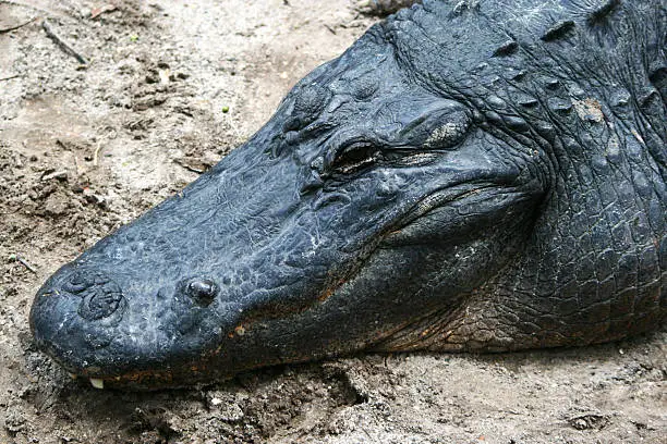Head of an alligator