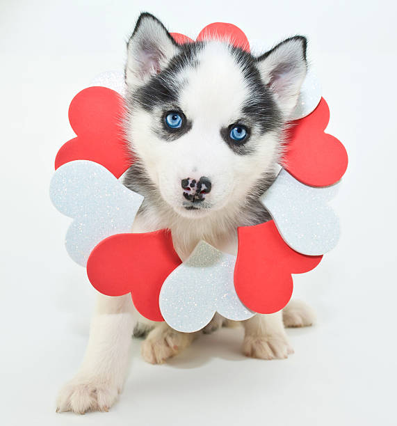 istock Valentine's Day Puppy 534942089