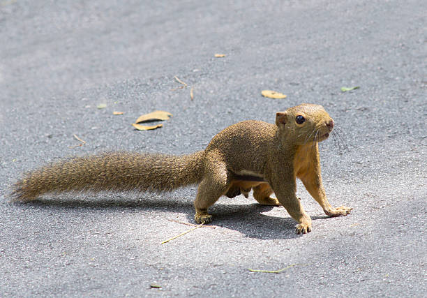 istock Chinese squirrel runs across the road 534942591