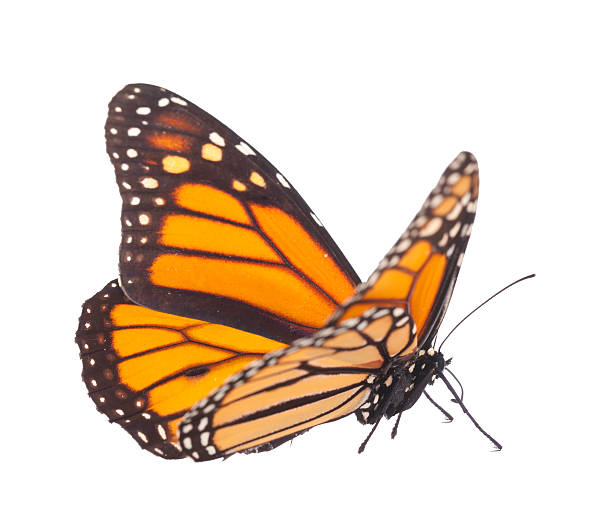 istock Monarch butterfly in standing position isolated on white 534942787