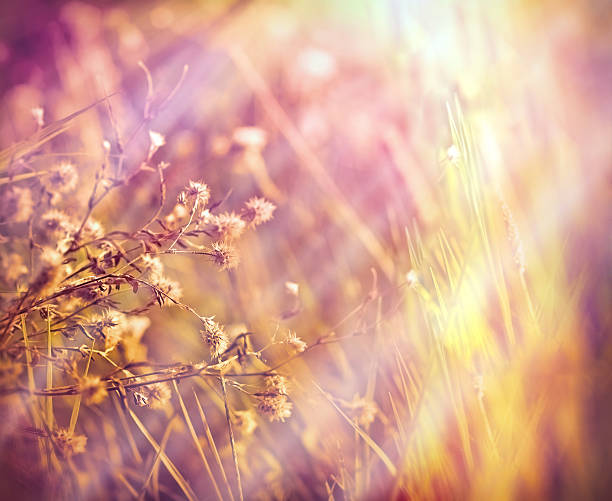 istock Dry- dried flowers in meadow 534943335