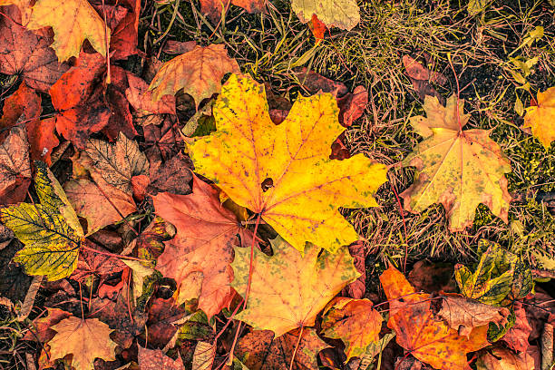 istock Autumn leaves in november 534943389