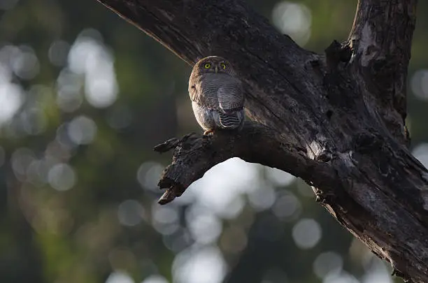 Photo of Jungle Owlet