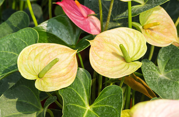 istock Green yellow Anthurium flower 534944045