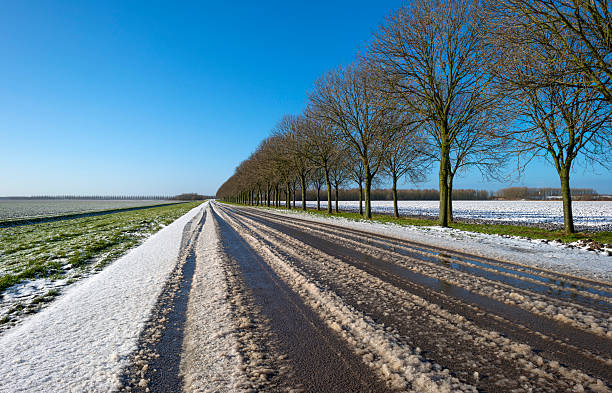 istock Row of trees along a snowy road 534944079