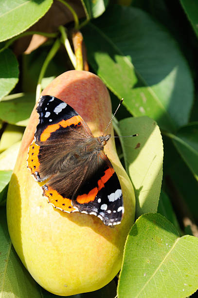 istock Red admiral butterfly on ripe pear 534944133