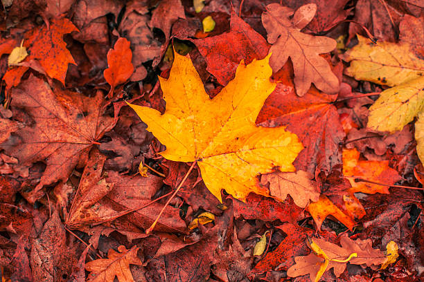 istock Autumn leaves in warm colors 534944535