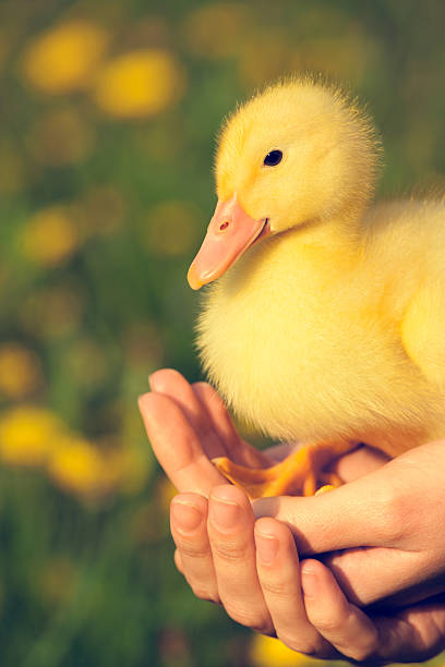 istock Little yellow duckling 534944547