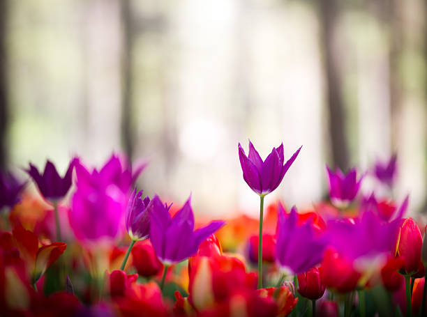 istock Tulip Field In The Park 534971639