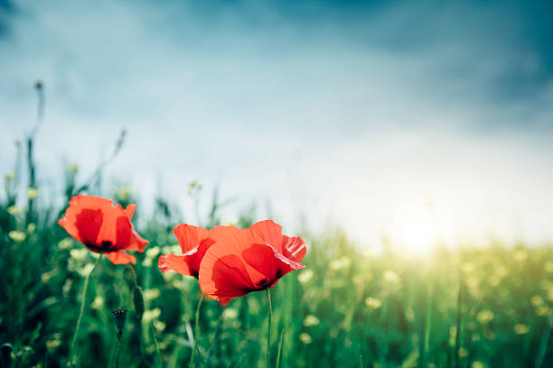 ポピー花のフィールド - poppy field red flower ストックフォトと画像