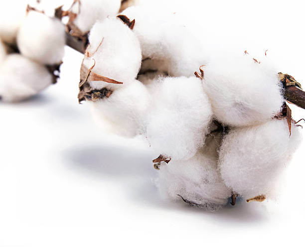 istock Cotton plant isolated on white background 534971787
