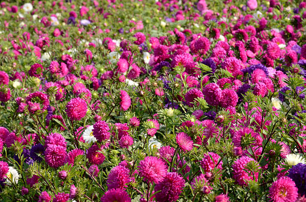 istock Beautiful  Aster flowers Garden 534972125