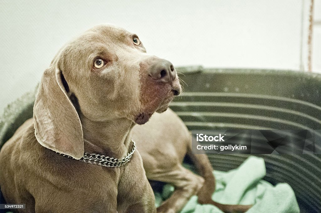 Weimaraner dog looking up 2015 Stock Photo