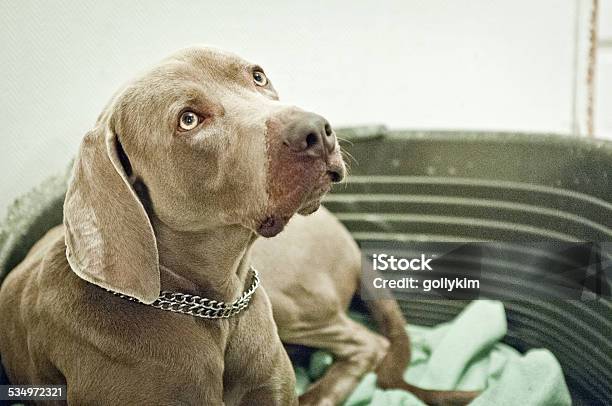 Weimaraner Dog Looking Up Stock Photo - Download Image Now - 2015, Animal Behavior, Animal Themes