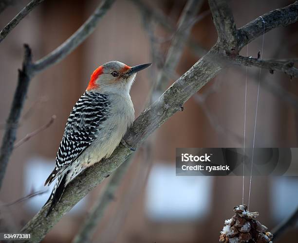 Female Redbilled Woodpecker Profile Closeup On Branch Stock Photo - Download Image Now