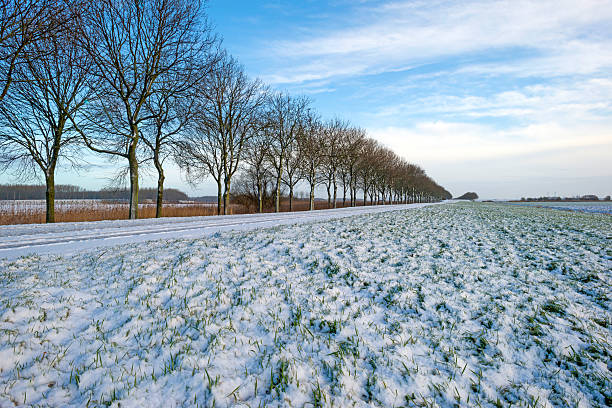 istock Row of trees along a snowy road in winter 534973621