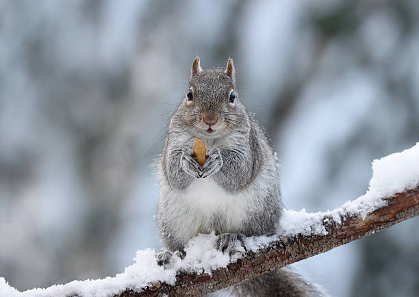 Winter Squirrel with a Nut stock photo