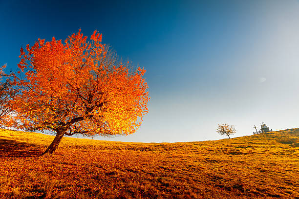 istock Colorful autumn landscape 534976633