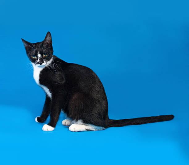 istock Black and white cat sitting on blue 534977297
