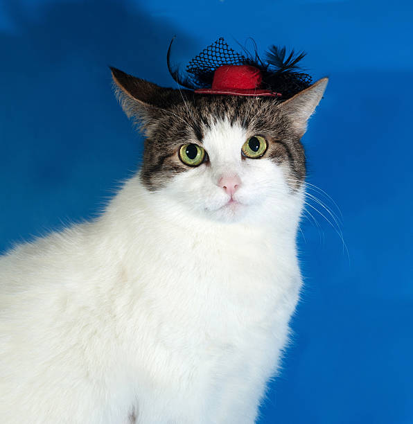 istock White and striped cat on blue in red hat 534977379
