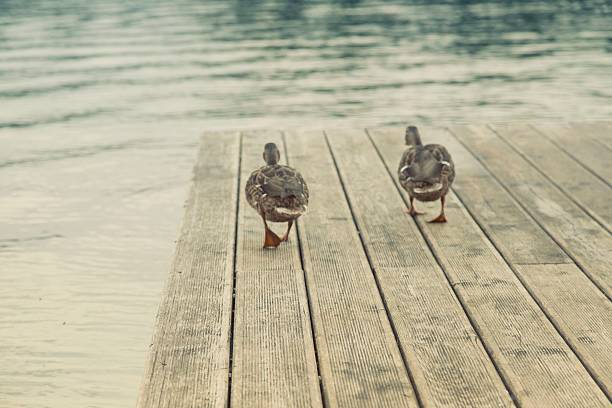 Ducks on dock in lake Bled, Slovenia