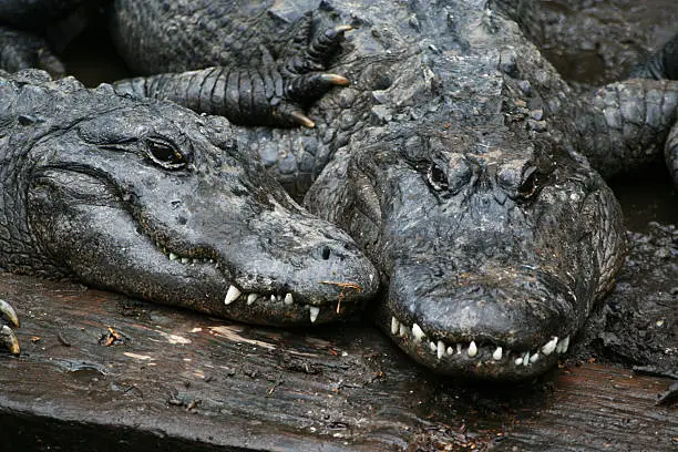 Two alligators
