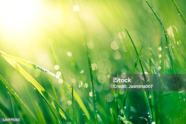 さわやかな春の芝生に Raindrops - 芝草のストックフォトや画像を多数ご用意 - 芝草, 雨粒, 葉