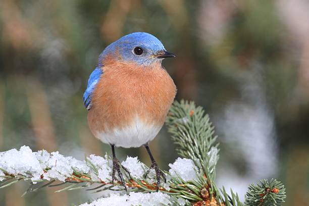 istock Male Eastern Bluebird in Snow 534979893