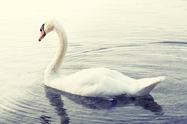 Swan on the lake Bled, Slovenia