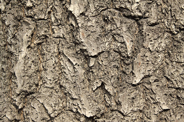 istock vicissitudes of the tree bark texture 534980539
