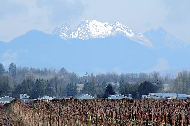 istock Mount Robie Reid in Winter 534980565