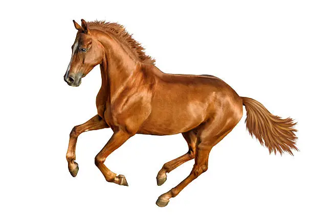 Chestnut horse gallops on white background