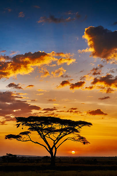 afrikanischen sonnenuntergang - kruger national park national park southern africa africa stock-fotos und bilder