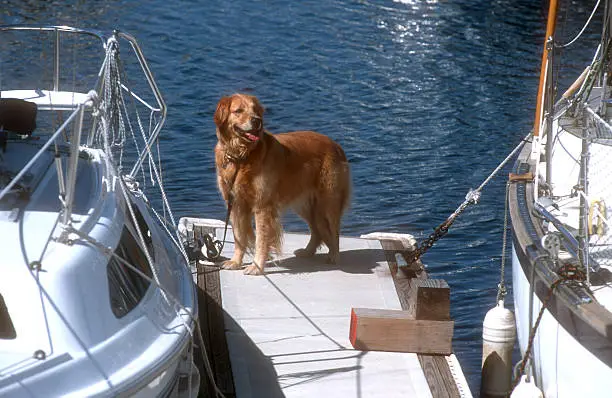 Photo of Golden Retriever on a Boat Dock