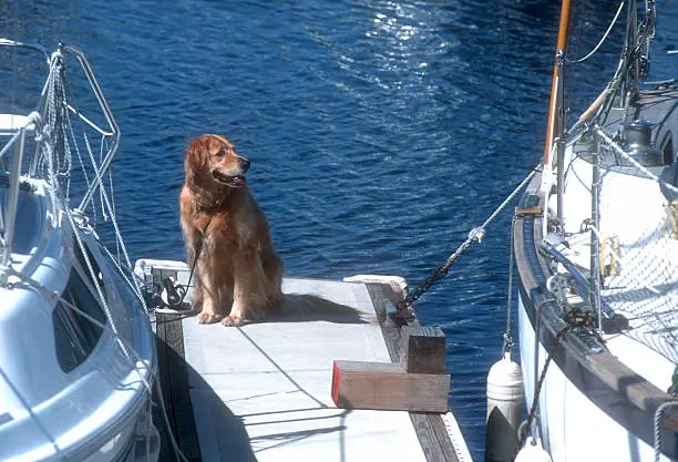 Photo of Golden Retriever on a Boat Dock