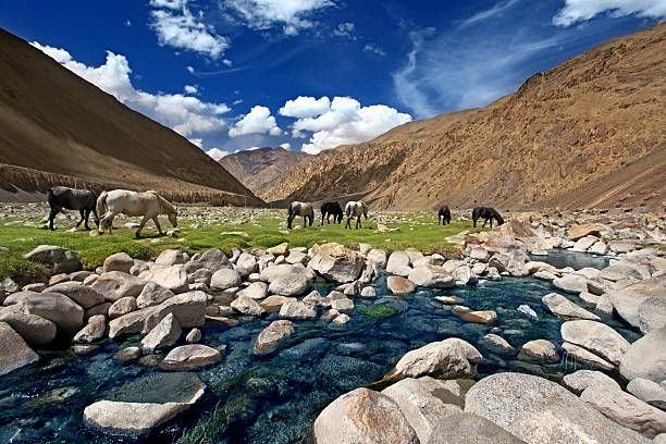 istock Landscape with horses near river in mountains 535003779