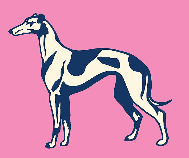 greyhound - windhund stock-grafiken, -clipart, -cartoons und -symbole