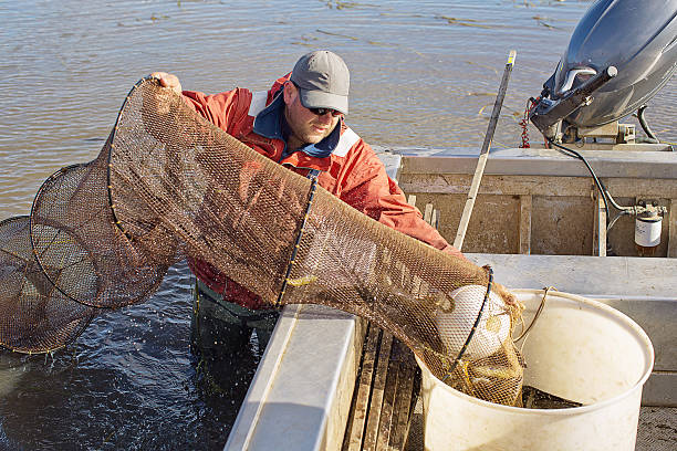 enguia fisherman - eel trap - fotografias e filmes do acervo