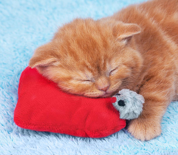 istock Little kitten sleeping on the red heart-shaped pillow 535004957