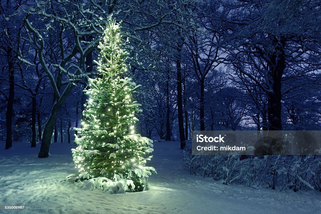 Christmas Tree in Snow Christmas Tree Stock Photo