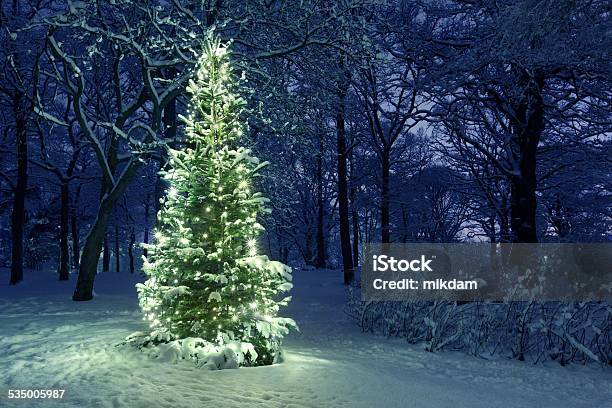 Christmas Tree In Snow Stock Photo - Download Image Now - Christmas Tree, Forest, Winter