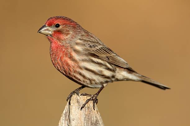 雄メキシコマシコ（carpodacus mexicanus ) - finch ストックフォトと画像