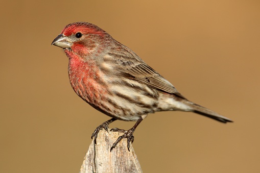 Male House Finch (Carpodacus mexicanus) on a fence post