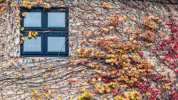 istock Intense, warm sunrays illuminate the dry 535007991